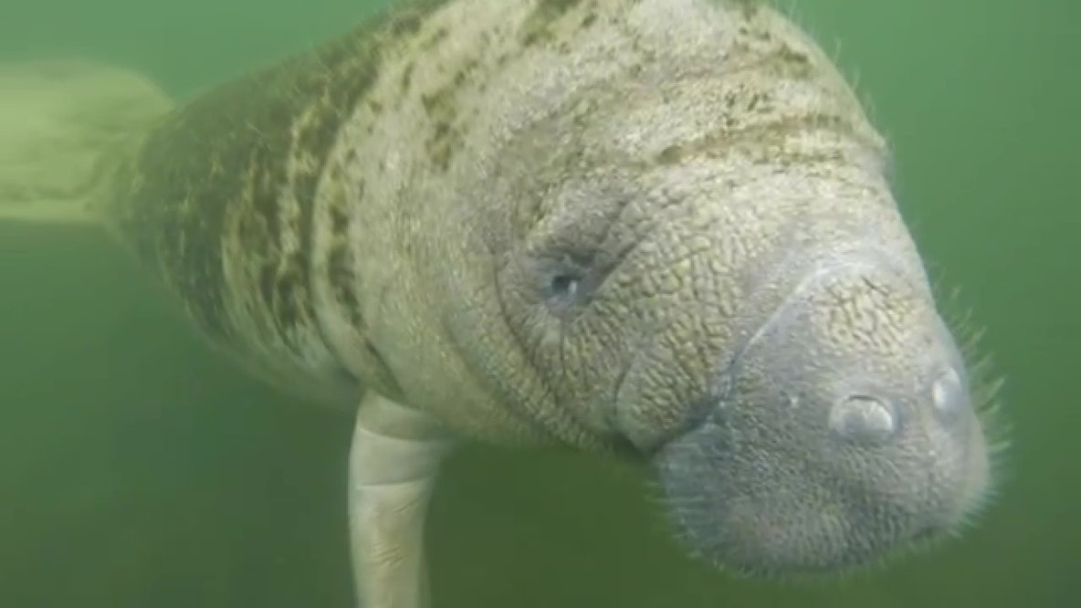 Swimming with a manatee at Crystal River
